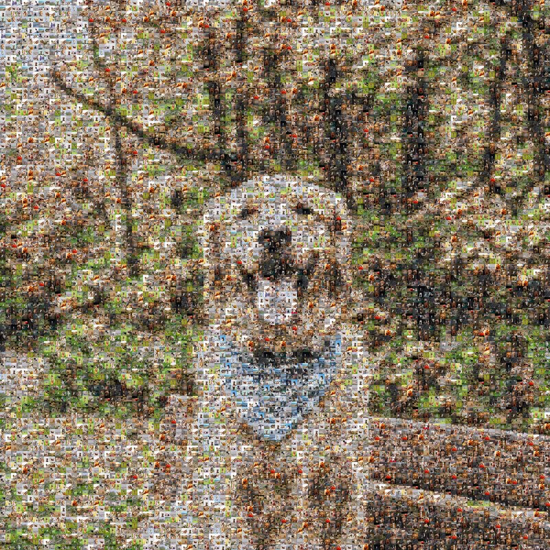 A sample photo mosaic of a dog, made from 300 photos